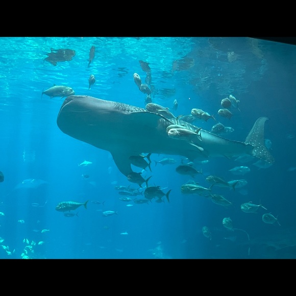 Meet your Posher, Jenny - Picture 1 of 1